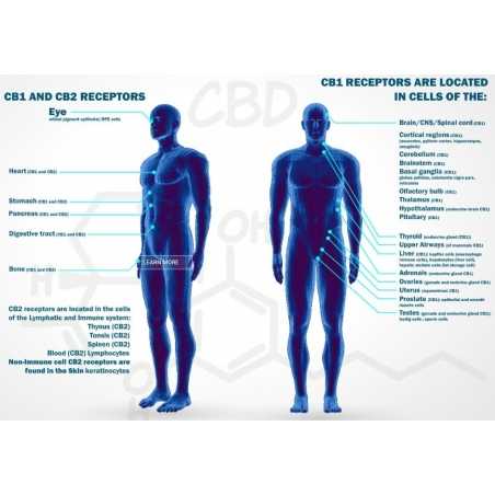 15 ml CBD Erdbeer Liquid (100 mg) 15 ml CBD Erdbeer Liquid (100 mg)