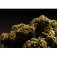 Pong Indoor CBD Blüten von ZUYA vers. FüllmengenLieferumfang: Pong Indoor CBD Blüten von ZUYA 10g HanfblütenDie Pong CBD Indoor Blüten haben einen fruchtig und sehr angenehmen, harmonischen Zitrus Geschmack.Das Produkt ist 100% aus der Schweiz, natürlich und beinhaltet weder Tabak noch Nikotin.CBD Gehalt 20% TTHC Gehalt < 1%Gewicht: 10 Gramm7447ZUYA Swiss CBD18,90 CHFsmoke-shop.ch18,90 CHF Pong Indoor CBD Blüten von ZUYA vers. FüllmengenLieferumfang: Pong Indoor CBD Blüten von ZUYA 10g HanfblütenDie Pong CBD Indoor Blüten haben einen fruchtig und sehr angenehmen, harmonischen Zitrus Geschmack.Das Produkt ist 100% aus der Schweiz, natürlich und beinhaltet weder Tabak noch Nikotin.CBD Gehalt 20% TTHC Gehalt < 1%Gewicht: 10 Gramm7447ZUYA Swiss CBD18,90 CHFsmoke-shop.ch18,90 CHF