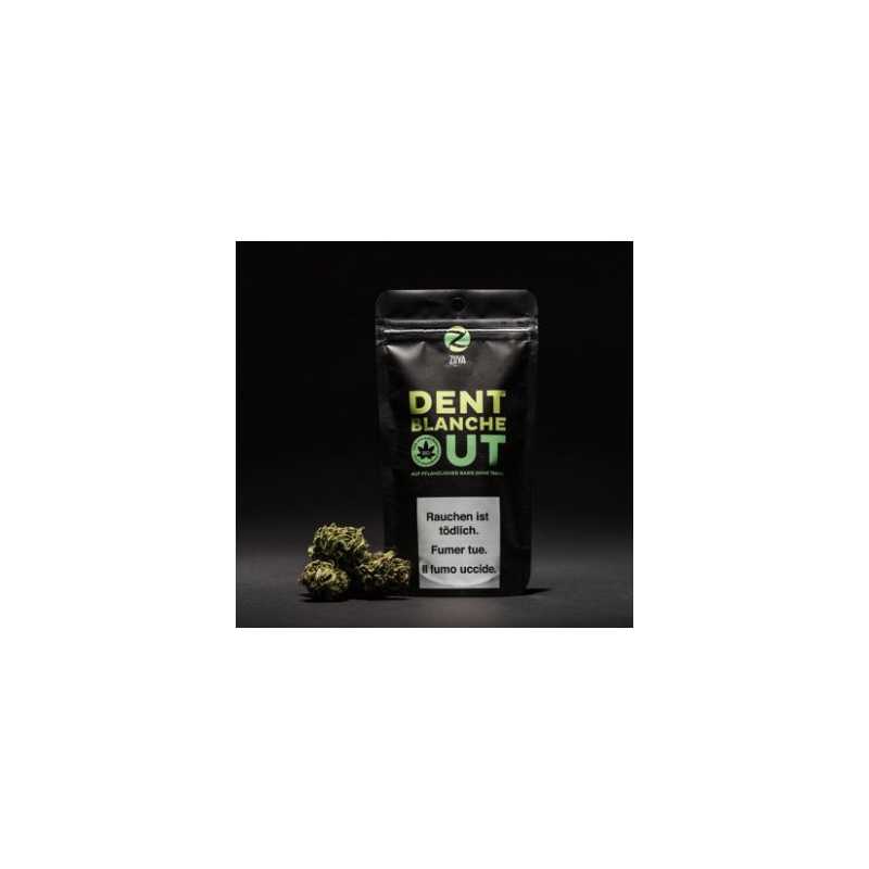 Dent Blanche CBD Blüten von ZUYA -5 GrammLieferumfang:Dent Blache CBD Blüten von ZUYA 5 gr.HanfblütenCBD BLÜTEN AUS DEM HERZEN VOM WALLIS   Die Dent Blanche CBD Outdoor Blüten verströmen einen süsslichen und hellen Geschmack nach WaldbeerenFeinste CBD Blüten aus 100% biologischem Anbau aus der Schweiz geniessenCBD Gehalt 14-16% THC Gehalt &lt; 1%5 Gramm7450ZUYA Swiss CBD21,90 CHFsmoke-shop.ch21,90 CHF