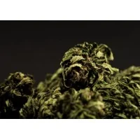 Dent Blanche CBD Blüten von ZUYA -5 GrammLieferumfang:Dent Blache CBD Blüten von ZUYA 5 gr.HanfblütenCBD BLÜTEN AUS DEM HERZEN VOM WALLIS Die Dent Blanche CBD Outdoor Blüten verströmen einen süsslichen und hellen Geschmack nach WaldbeerenFeinste CBD Blüten aus 100% biologischem Anbau aus der Schweiz geniessenCBD Gehalt 14-16% THC Gehalt < 1%5 Gramm7450ZUYA Swiss CBD18,90 CHFsmoke-shop.ch18,90 CHF Dent Blanche CBD Blüten von ZUYA -5 GrammLieferumfang:Dent Blache CBD Blüten von ZUYA 5 gr.HanfblütenCBD BLÜTEN AUS DEM HERZEN VOM WALLIS Die Dent Blanche CBD Outdoor Blüten verströmen einen süsslichen und hellen Geschmack nach WaldbeerenFeinste CBD Blüten aus 100% biologischem Anbau aus der Schweiz geniessenCBD Gehalt 14-16% THC Gehalt < 1%5 Gramm7450ZUYA Swiss CBD18,90 CHFsmoke-shop.ch18,90 CHF