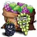 10 ml - Grape Dream - Ellis Lebensmittel Aroma (DIY) Traube