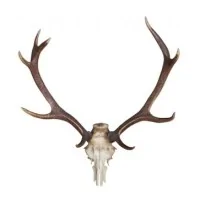 10 ml - Waldmanns Kräuter Likor- Ellis Lebensmittel Aroma (DIY)Waldmanns Kräuter Likor- Ellis Lebensmittel AromaGeschmack: nach wildem Hirsch ! 10ml Flasche765Ellis Aromen6,40 CHFsmoke-shop.ch6,40 CHF