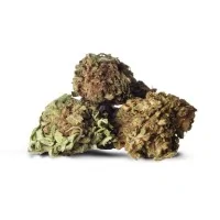 Siskiyou Gold - The CBD House - Blüten CBD Blüten 6 gLieferumfang: Siskiyou Gold Blüten CBD Blüten 6 gDiese Cannabis Sorte hat ein blumiges, fruchtiges und leicht erdiges Aroma. Angebaut sind die CBD Blüten im Freien im Kanton Genf, Dabei haben sie ein CBD Gehalt zwischen 16 und 20 %. Sie ist sehr schmackhaft und hat eine entspannende Wirkung ohne dabei Energie zu entziehen.Made in SwitzerlandCBD Gehalt: 14-18%10238The House CBD - Made in Switzerland -16,90 CHFsmoke-shop.ch16,90 CHF