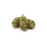 Amnesia Fleur De CBD (3g) - Flower PowerAmnesia Fleur De CBD (3g) - Flower PowerDie CBD-Blüte Amnesia ist eine Kreuzung aus südasiatischen und jamaikanischen Stämmen.Premium-Qualität Sativia Glasshousse.Entdecken Sie die Vorteile von CBD: Anti-Stress-Mittel, Abbau von Angstzuständen und Verbesserung der Schlafqualität.Die Terpene der CBD Amnesia Cannabisblüte zeichnen sich durch subtile Pfeffer- und Zitronennoten aus.CBD: 5% - THC: 0,3%.Beutel mit 3 Gramm14365Flower Power - CBD14,90&nbsp;CHFsmoke-shop.ch14,90&nbsp;CHF