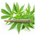 Pre-roll CBD - 0.2% - Vorgerollte CBD mit Filter